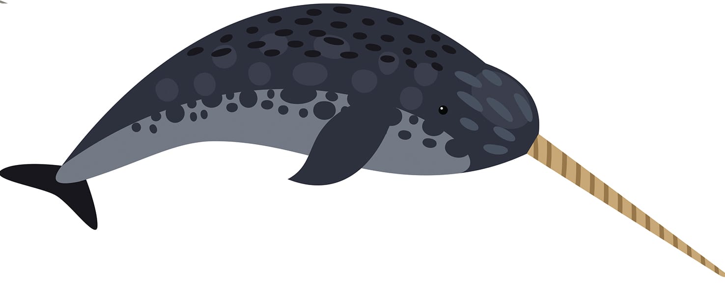 13 What is a Narwhal? Smrt English